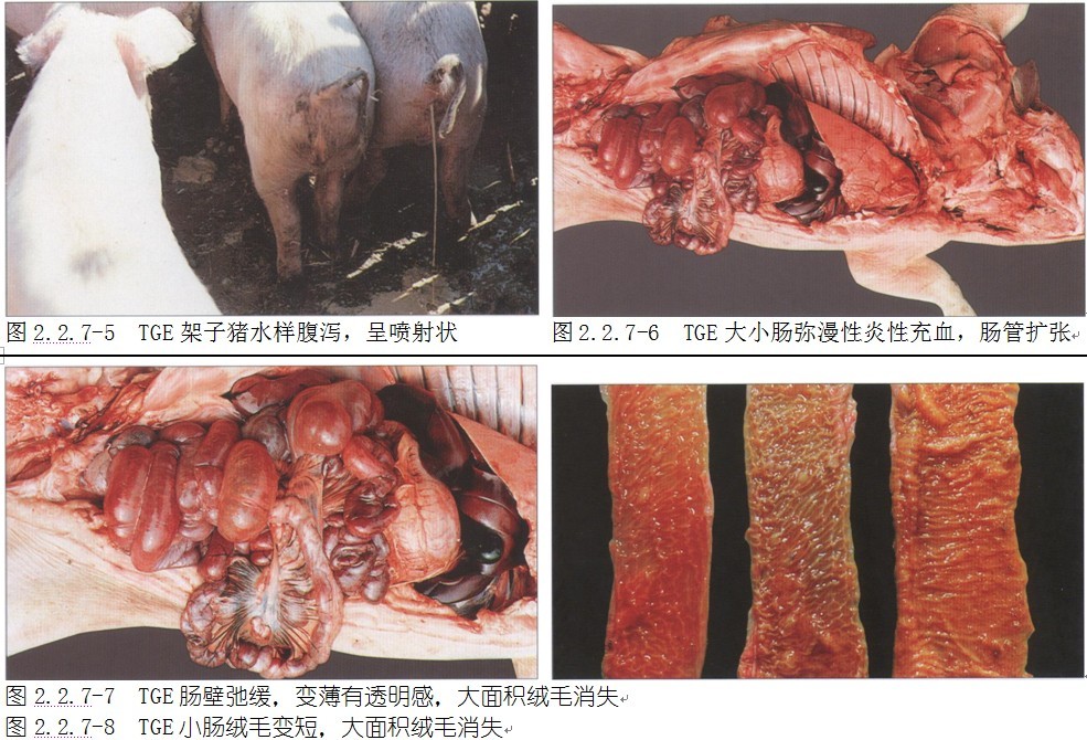 猪传染性胃肠炎的病理特征以及防治措施